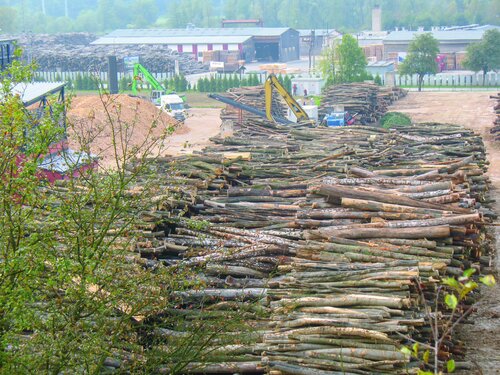 IPCC report discredits the burning of forests: NGOs outline the alternative