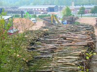 IPCC report discredits the burning of forests: NGOs outline the alternative