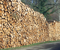 Logging is a key reason the forest carbon sink is shrinking