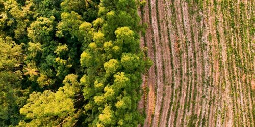 Forest Watch 316 - June 2026