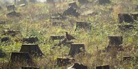 Forest Watch 286 - June 2023