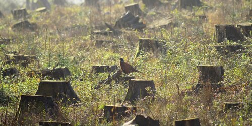 Forest Watch 286 - June 2023
