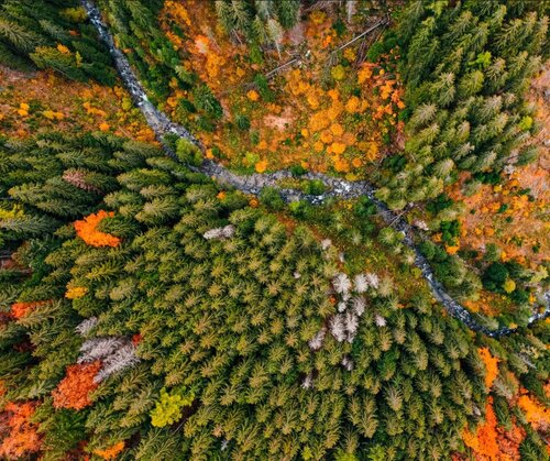Forest Monitoring Law: a huge opportunity to advance climate and biodiversity goals
