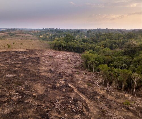 Anti-Deforestation Regulation: Europeans want no part of forest destruction and human rights abuse