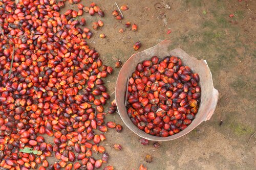 The village women taking on the palm oil giant