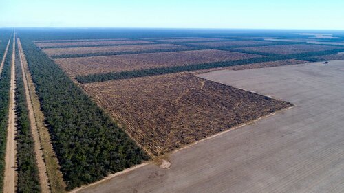Soya and deforestation in Latin America: an avoidable crisis. What is the responsibility of EU policy for loss of biodiversity and social conflicts in Latin America?