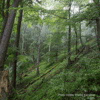 EU elections appear to be a good omen for forests