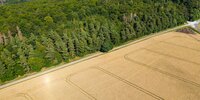 Forest Watch 275 - May 2022