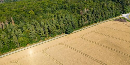 Forest Watch 275 - May 2022