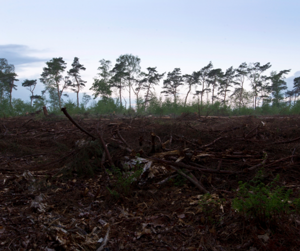 Clear-cutting in Dutch forests is no longer allowed