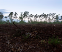 Clear-cutting in Dutch forests is no longer allowed