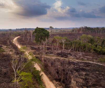 What is the EU Deforestation Regulation?