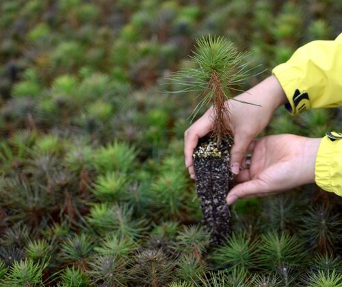 COP26 delegations dream of a trillion trees but on whose land?