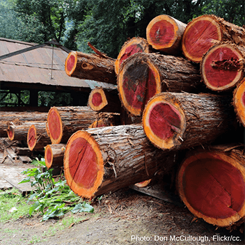 Forest offsets: California on the brink of a serious mistake