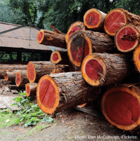 Forest offsets: California on the brink of a serious mistake