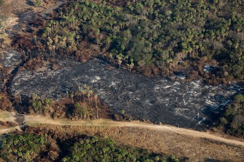 A critical moment in the fight against deforestation
