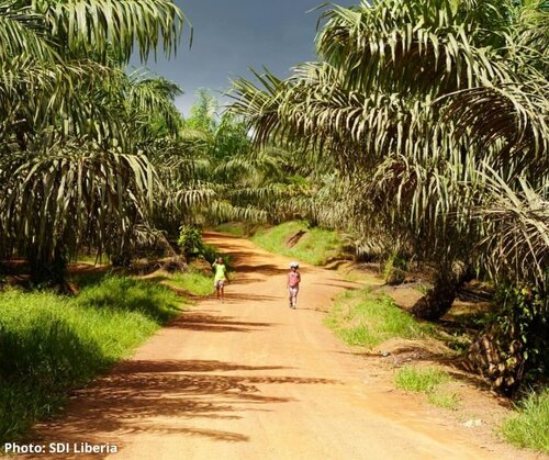 The EU Regulation: A Liberian CSO perspective