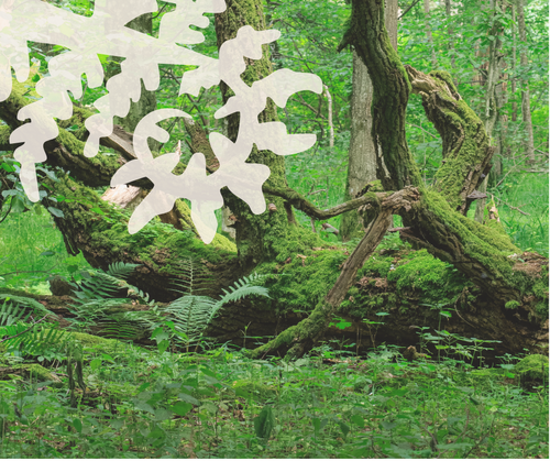 Ode to Fern