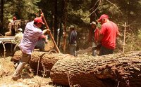 Mexican community forest constitution