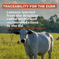Traceability for the EUDR: Lessons learned from the Brazilian cattle sector and recommendations to the EU
