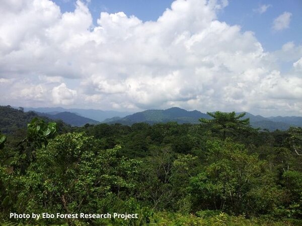 Rescuing Cameroon’s Ebo forest could provide testing ground for local land use solutions