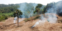 Forest Watch 299 - October 2024