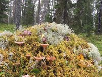 European Commission’s biodiversity offset report shows it is deaf to the concerns of EU citizens