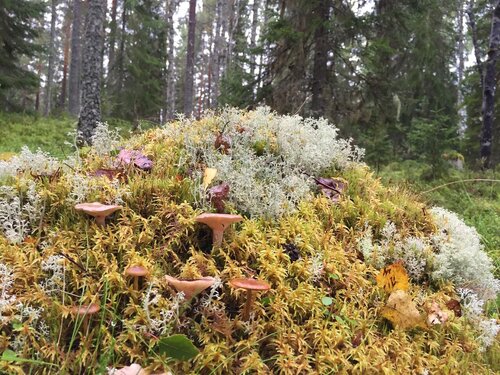 European Commission’s biodiversity offset report shows it is deaf to the concerns of EU citizens