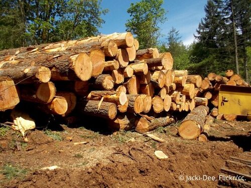 New research shows harvesting increases are damaging forests