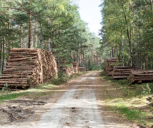 Poland Draws the Line: New Rules Redefine Energy Wood