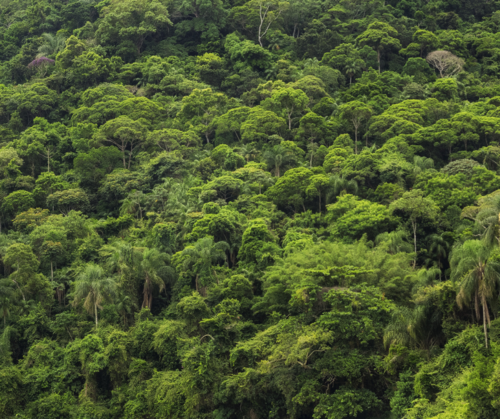 The EU/UK reset: an opportunity for forests?