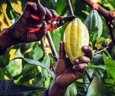 The Chocolate challenge – could it provide lessons for other EUDR commodities?
