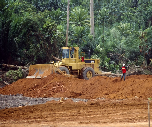 A forest threat from another quarter: Support Ghana’s fight against galamsey