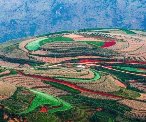 China and deforestation