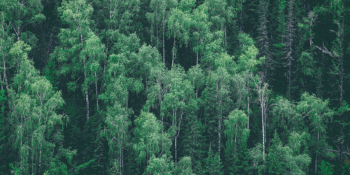 Forest Watch 227 - July 2017