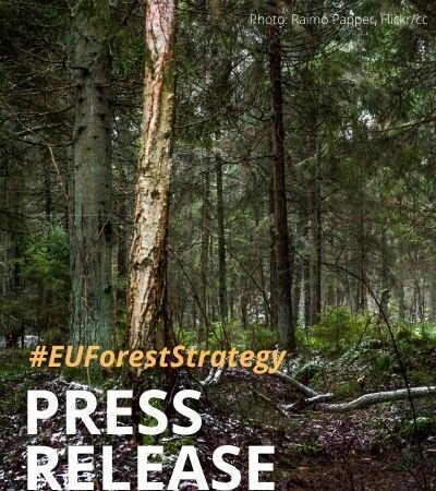 Forest Strategy: encouraging but too timid to face up to the challenge
