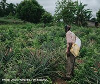 Ambassadors protest the EU’s deforestation-free regulation, Fern’s partners react