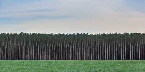 Forest Watch 283 - March 2023
