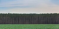 Forest Watch 283 - March 2023