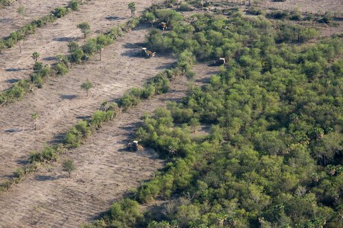 European Commission announces action on deforestation
