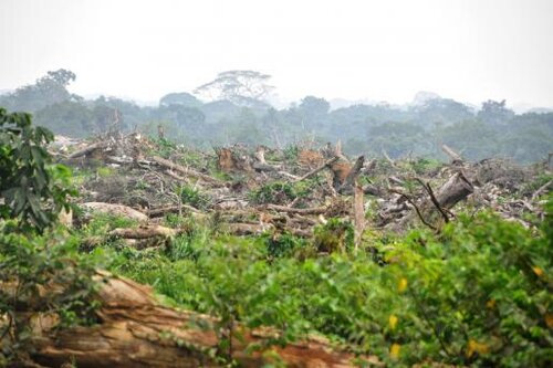 MEPs vote in favour of Own Initiative Report on Palm Oil and Deforestation of Rainforests