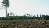 A ‘Just Transition’ for European Forestry is needed