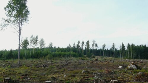 A ‘Just Transition’ for European Forestry is needed
