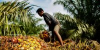 Forest Watch 281 - December 2022