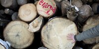Forest Watch 284 - April 2023