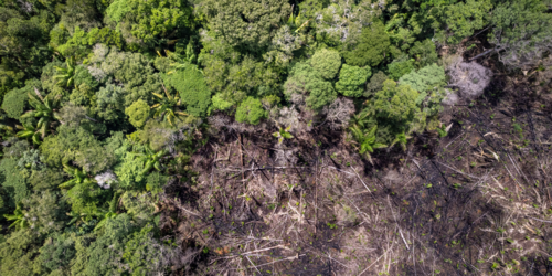 Forest Watch 298 - September 2024