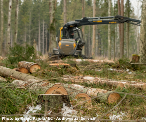 Estonia’s Environmental Board takes positive action to halt forest destruction