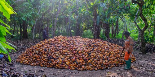 Forest Watch 313 - March 2026