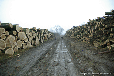 Financial institutions must face up to the risks of investing in biomass