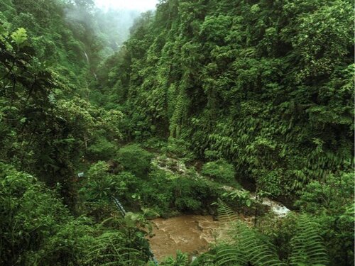 New Commission Communication opens door to regulation of the products that destroy our forests